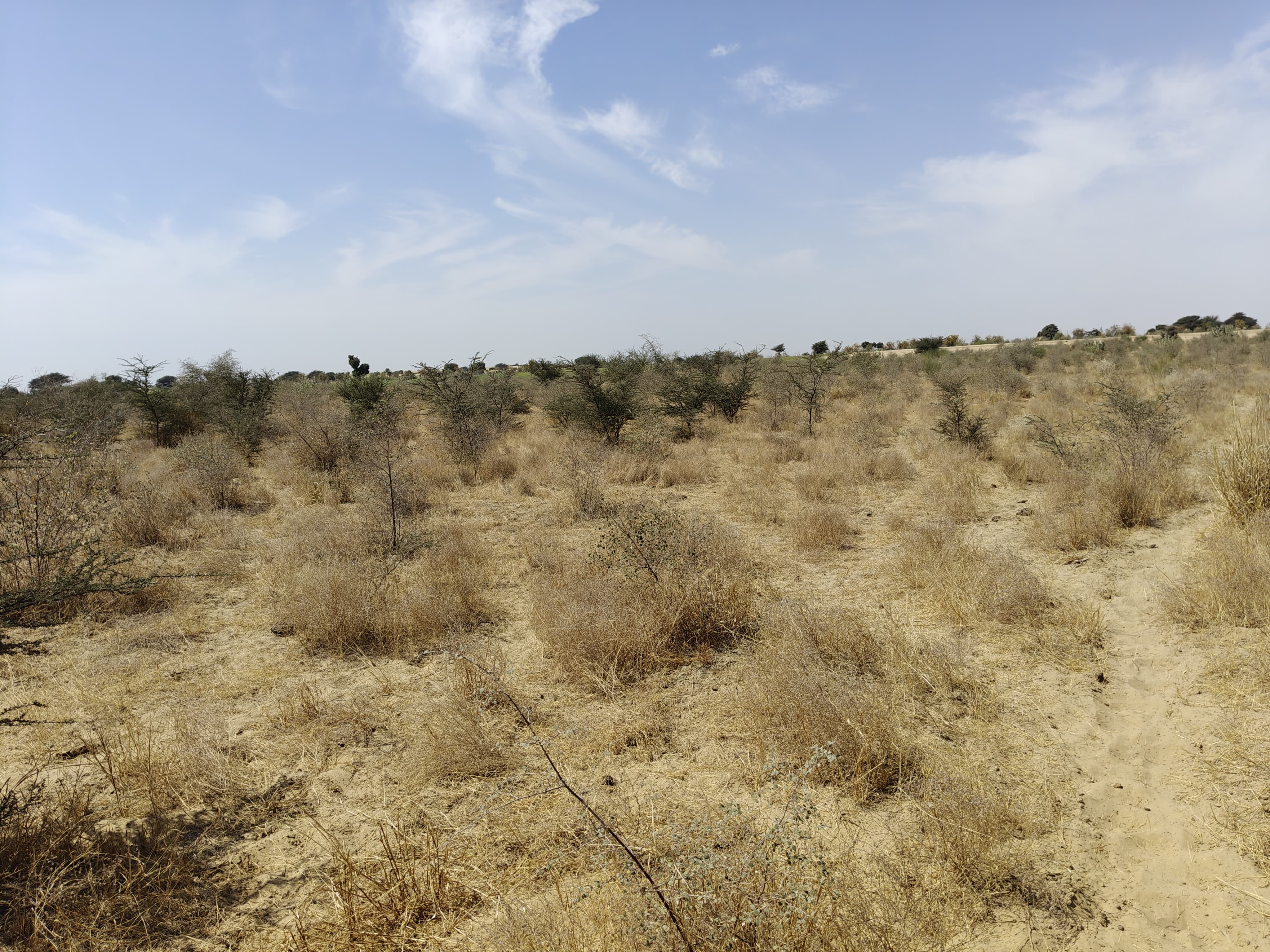 Compensatory Afforestation